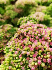 W jaki sposób możemy pomóc pszczołom?