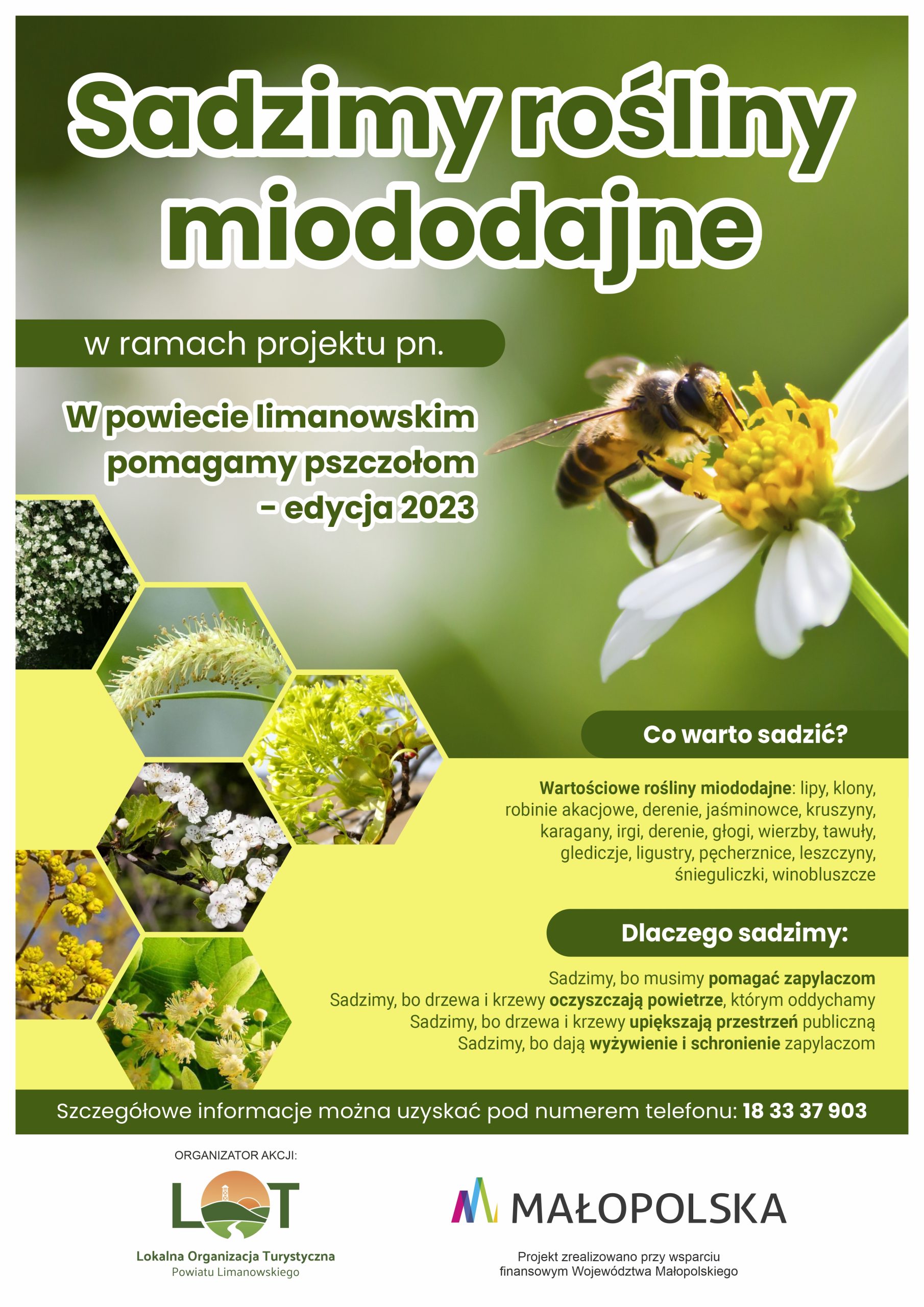 You are currently viewing Sadzimy rośliny miododajne – edycja 2023